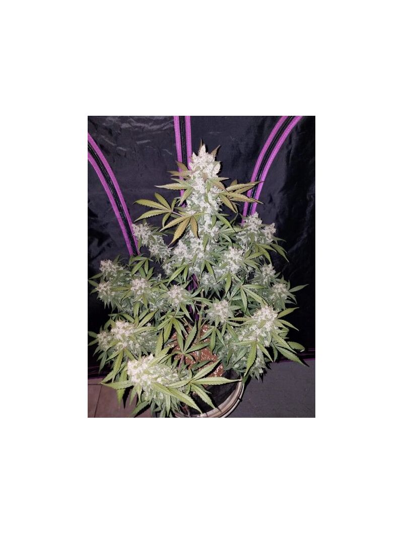 Auto Girl Scout Cookies, Фасовка: 5, изображение 2